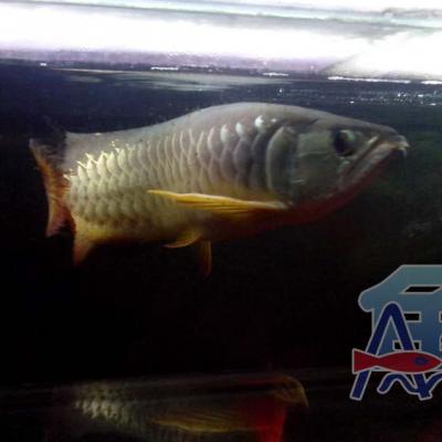 A44 Light Fish
