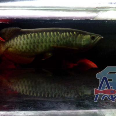 A46 Light Fish
