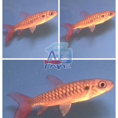 A55 Light Fish